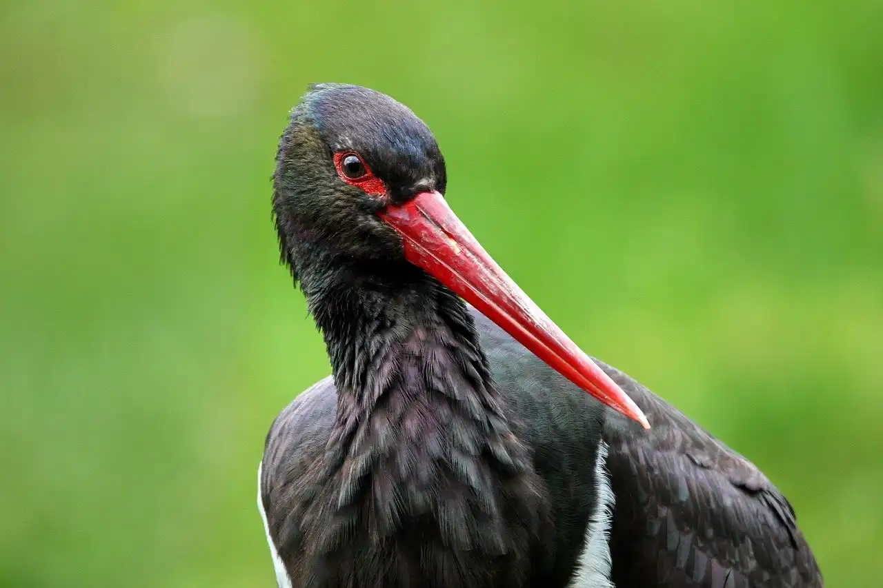 Une des dernières cigognes noire suivie par GPS est morte victime d’un rapace et d’un renard