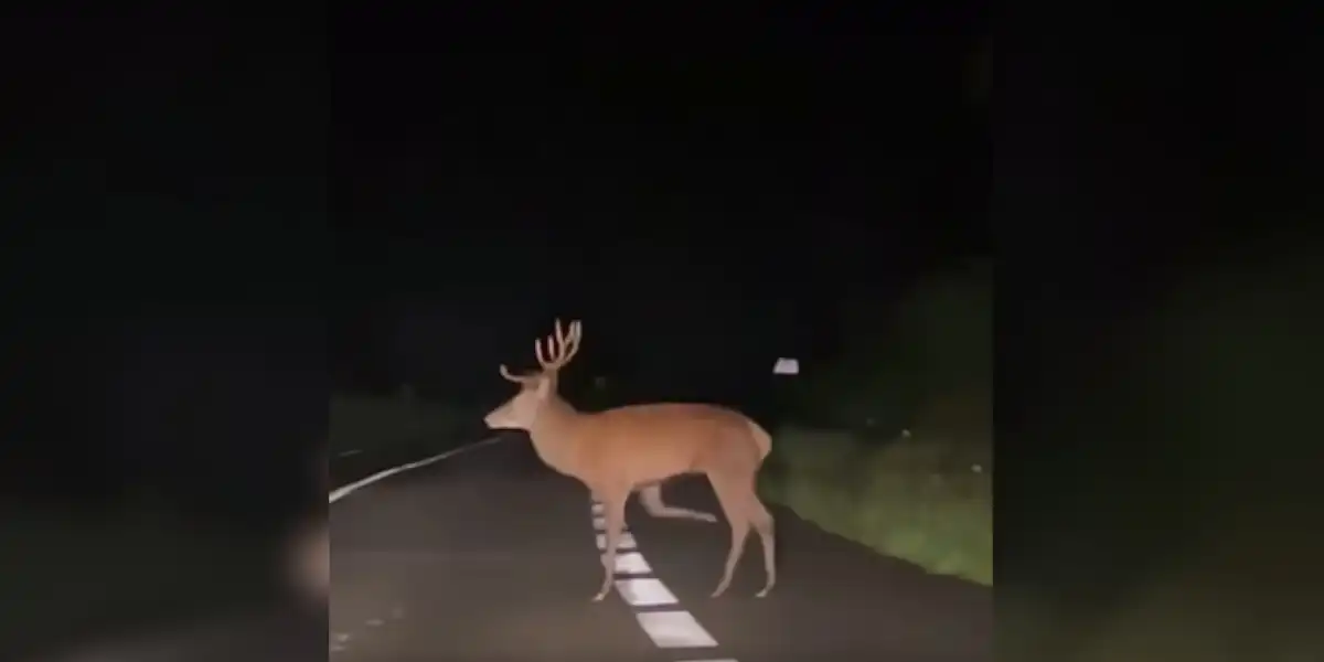 un cerf traverse bizarrement