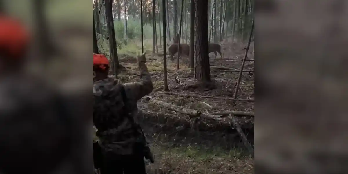 un chasseur surprend deux cerfs