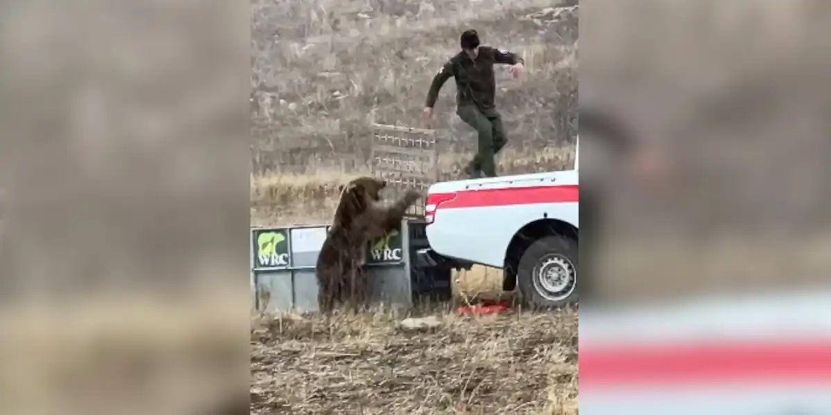 [Vidéo] La remise en liberté d’un ours tourne très mal