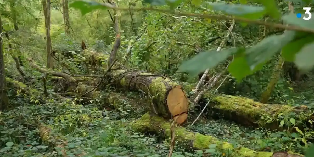 vols de bois dans la Meuse