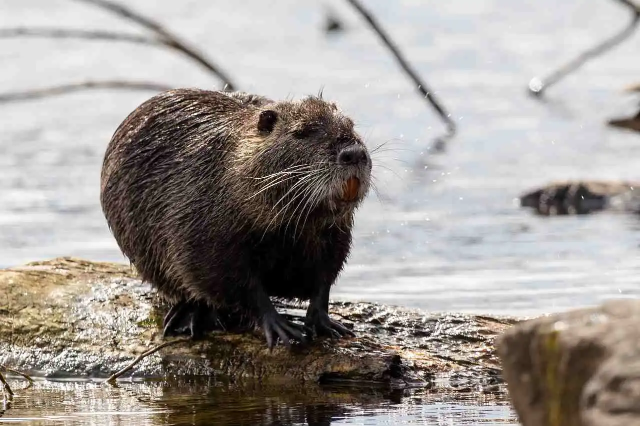 Des chasseurs appelés à la rescousse pour réguler sangliers et ragondins dans la Manche