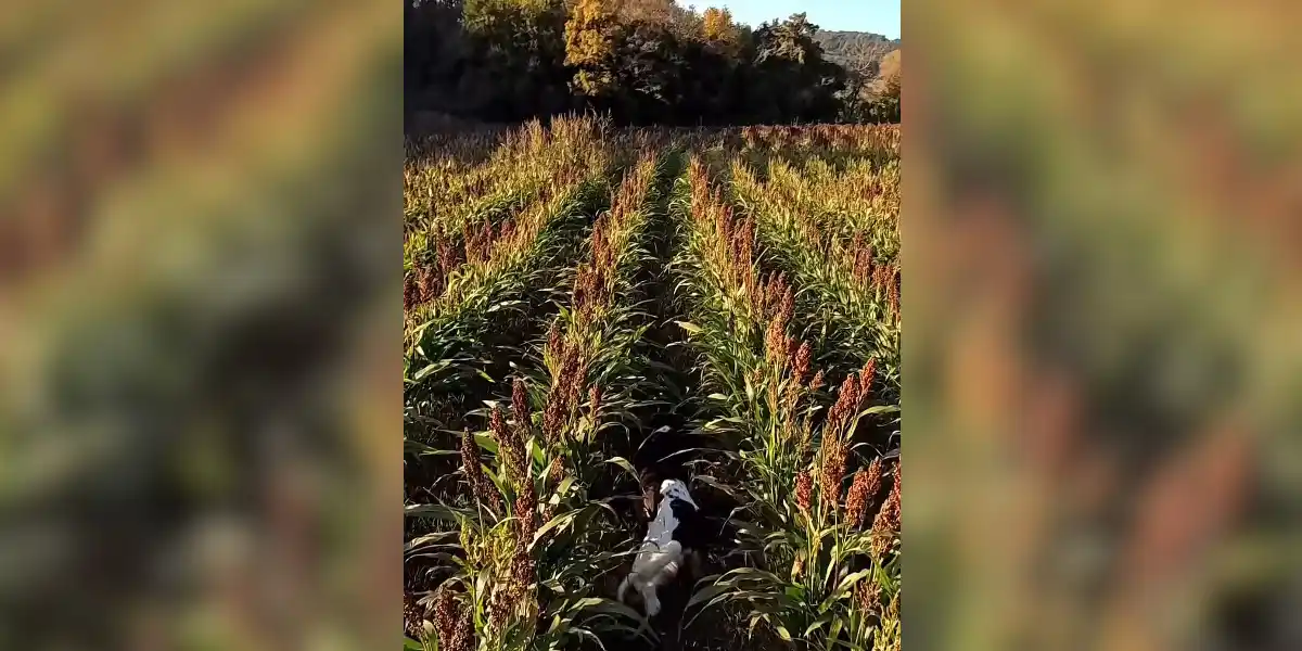 [Vidéo] Une action de chasse au petit gibier dans le sorgho