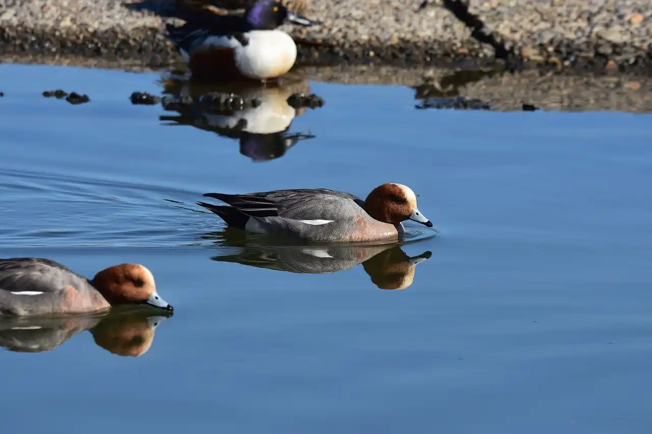 canard siffleur