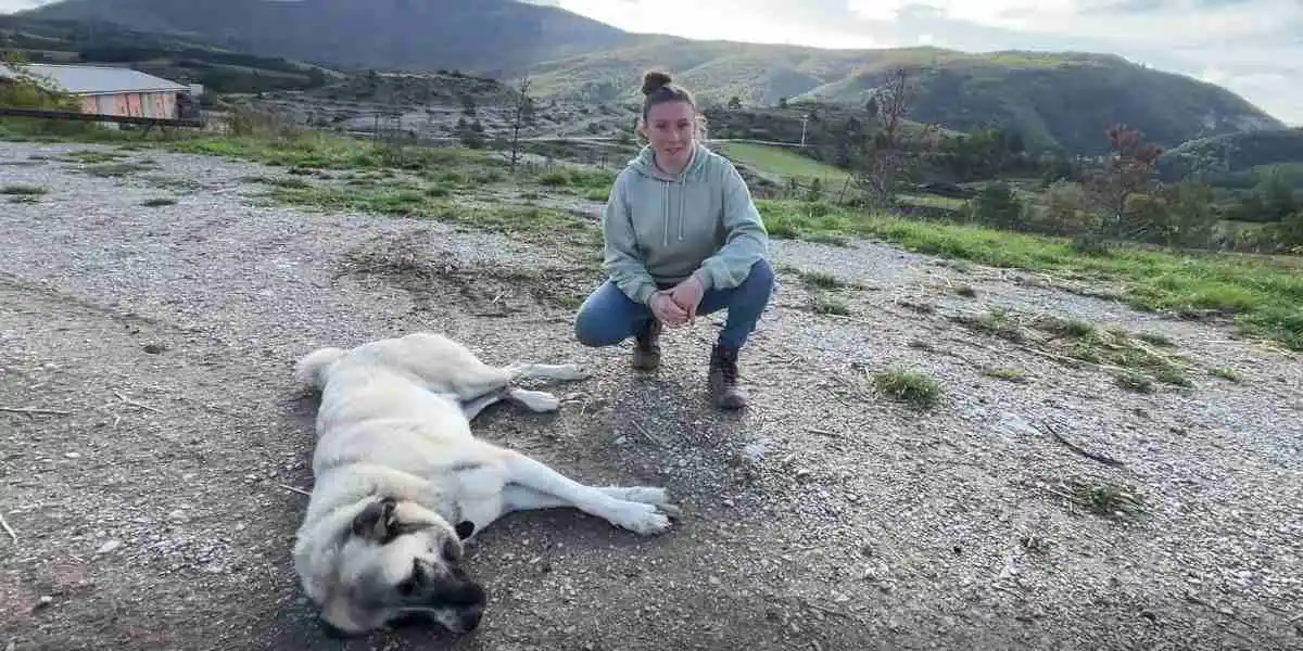 Témoignage : une jeune bergère a dû affronter un loup pour sauver une brebis