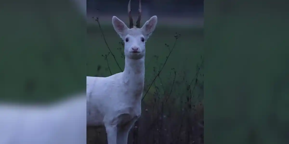 [Vidéo] Rencontre avec un superbe chevreuil blanc