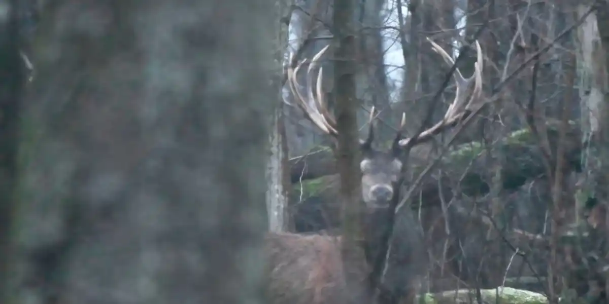 [Vidéo] Rencontre avec un superbe cerf en pleine forêt