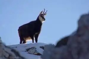 Une société de chasse privée de chasse au chamois après un délit de braconnage constaté par l’OFB