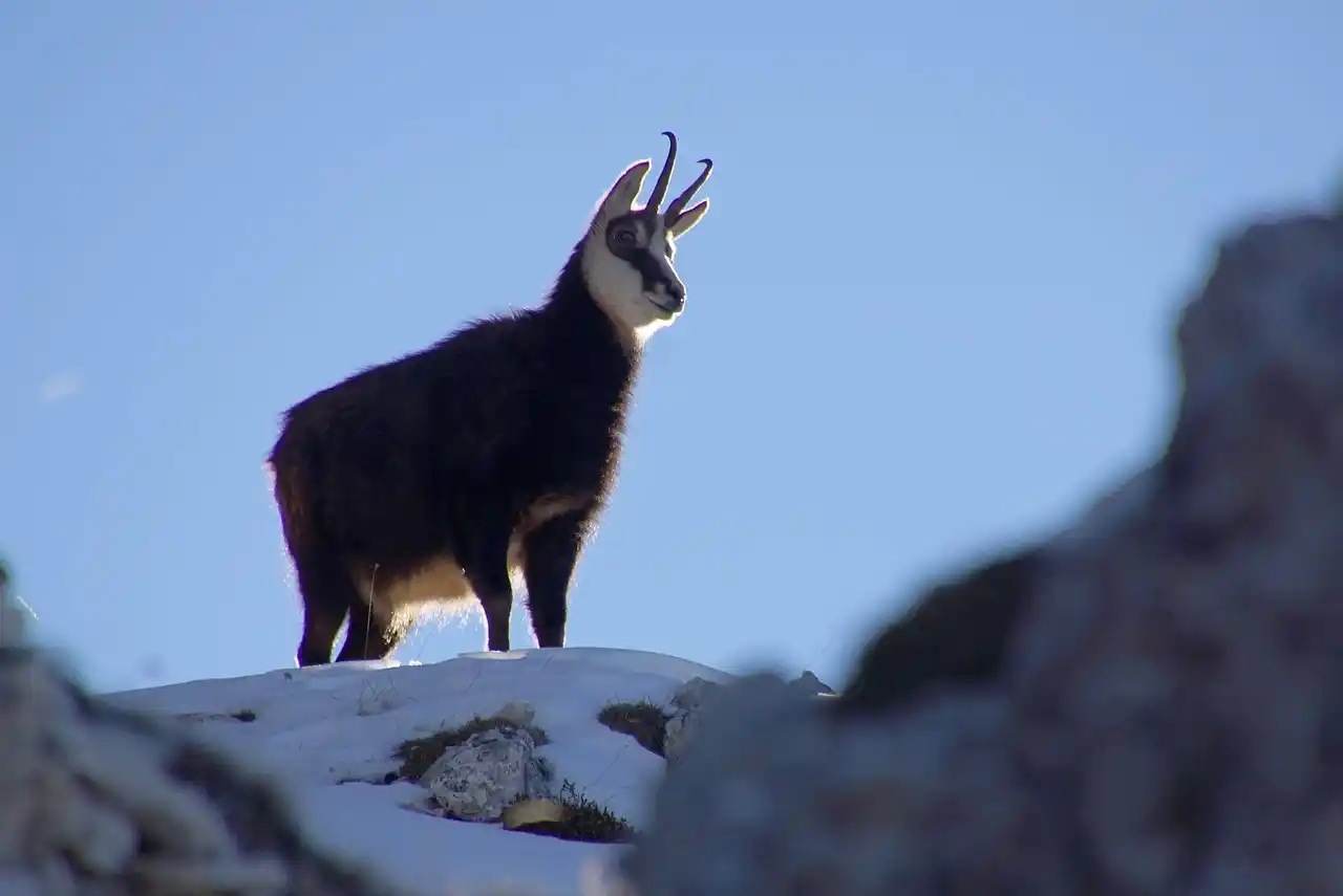 Chamois Alpes-Maritimes