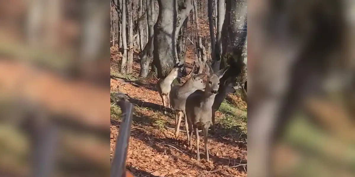 [Vidéo] Trois chevreuils se stoppent net à quelques mètres devant un chasseur