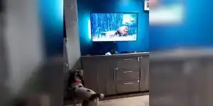 chien devant la tv