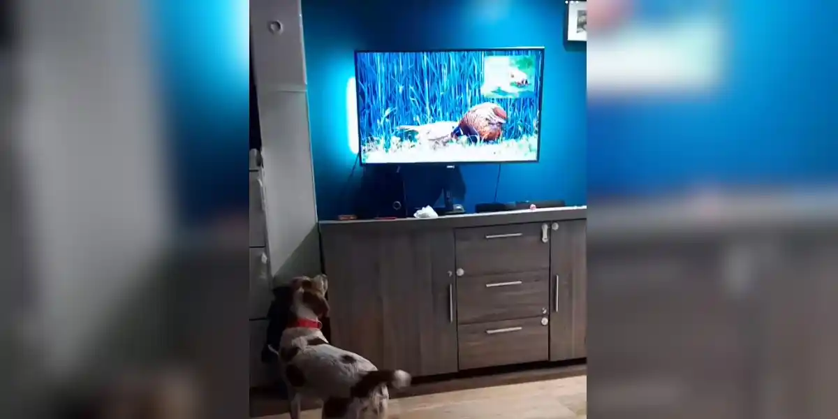 [Vidéo] Un chien de chasse trop addict à la télévision