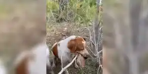 chien rapporte une branche et une bécasse