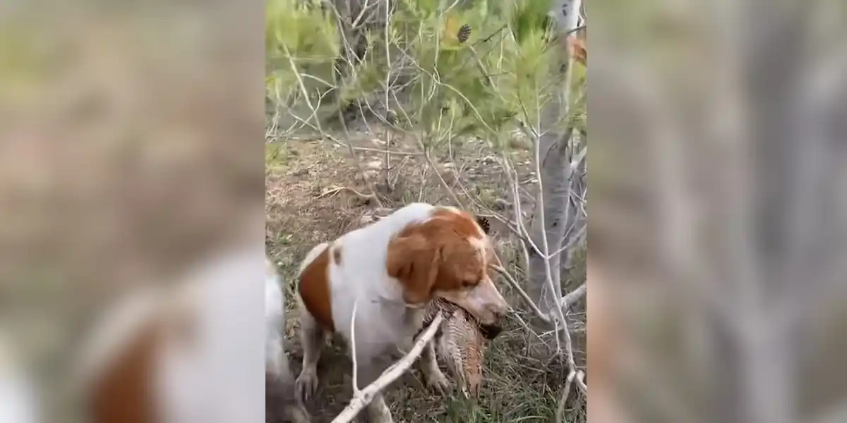 [Vidéo] Quand ton chien rapporte un peu trop bien