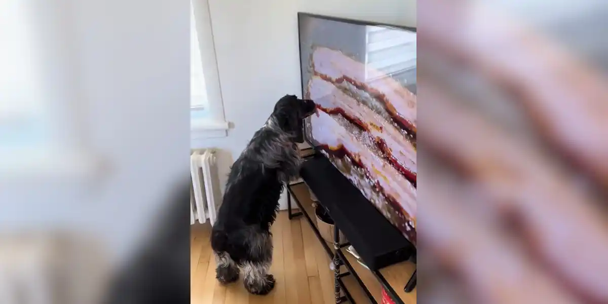 [Vidéo] Quand ton chien aime un peu trop le bacon