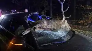 Violente collision entre un cerf et un automobiliste