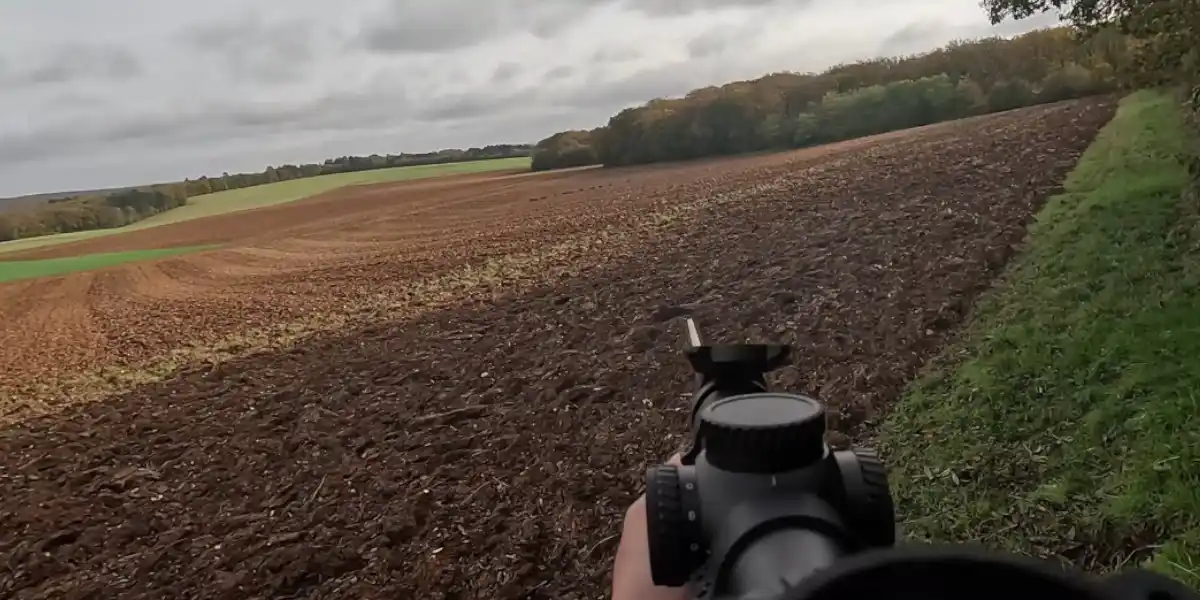 [Vidéo] Actions de chasse en battue et sortie de compagnies de sangliers dans la plaine