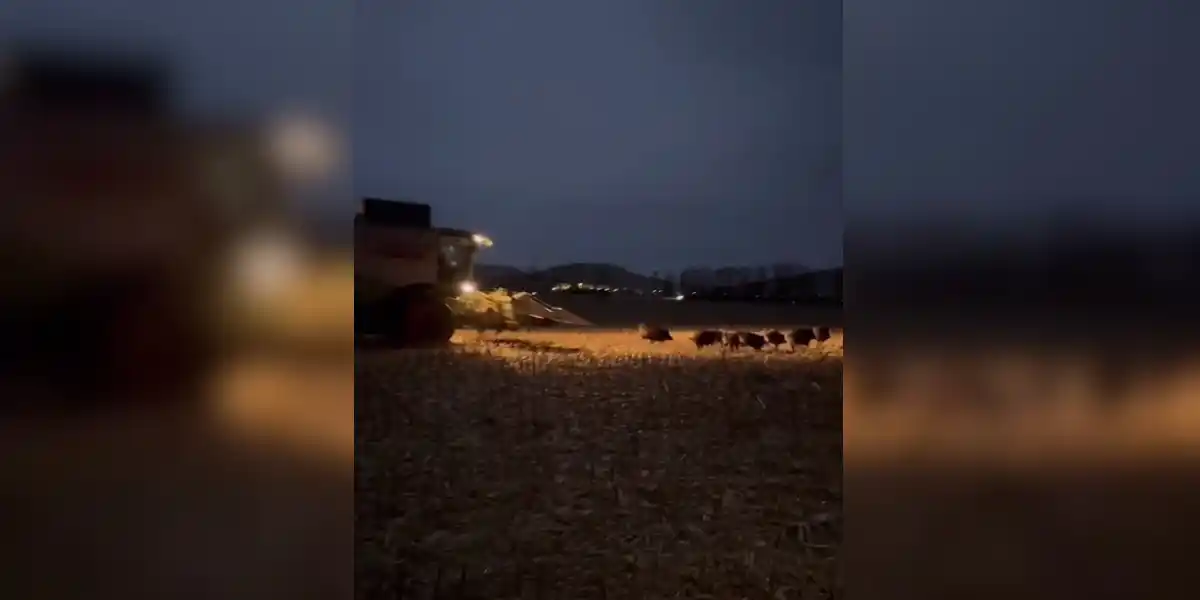 [Vidéo] Une compagnie de sangliers prise en chasse par une moissonneuse