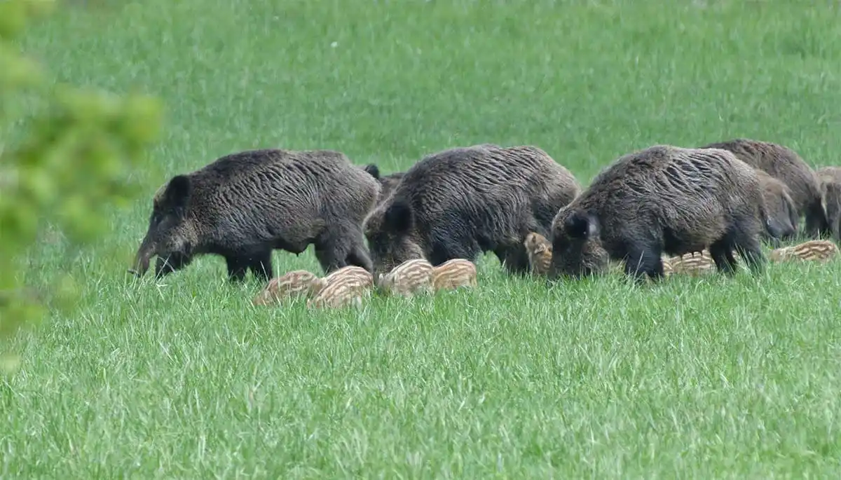 Près de 250 chasseurs mobilisés et plus de cinquante sangliers prélevés le long d’une quatre voies en Ille-et-Vilaine