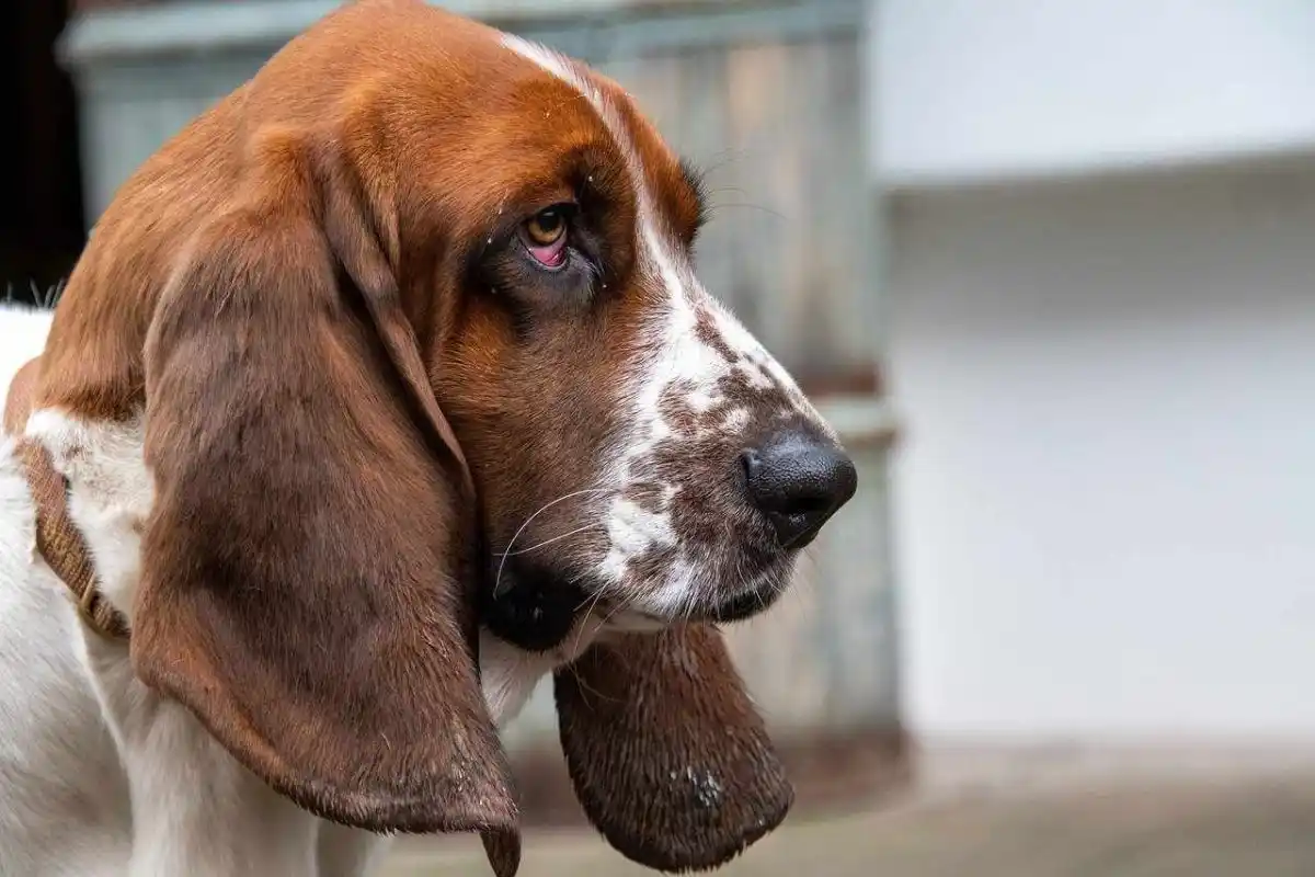 Cinq chiens de chasse volés et retrouvés ce week-end dans les Deux-Sèvres