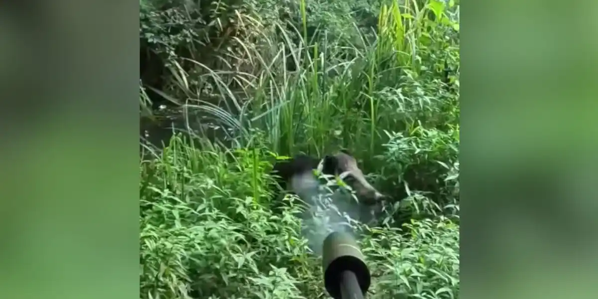 [Vidéo] Un doublé de sangliers pour un chasseur très bien placé