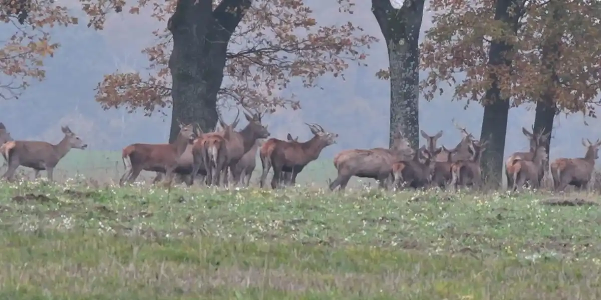 [Vidéo] Une harde de cervidés prend la pose dans la plaine