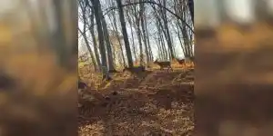 harde en pleine forêt