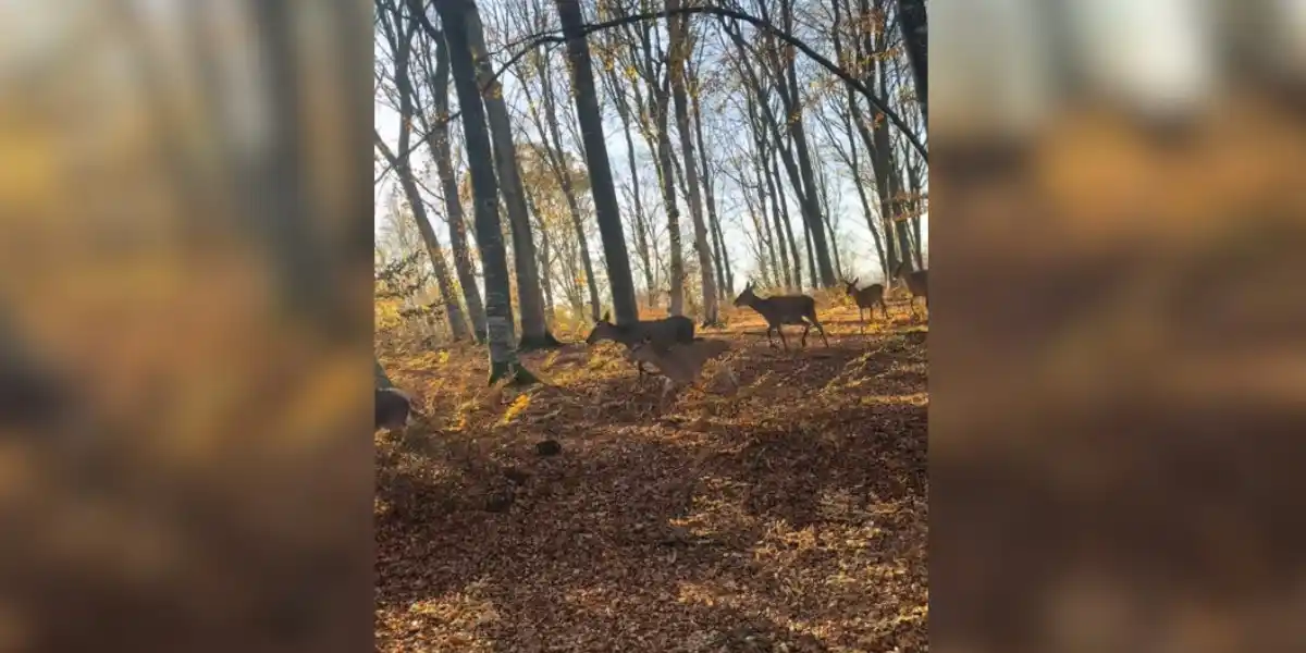 [Vidéo] Tomber au beau milieu d’une harde lors d’une sortie en forêt