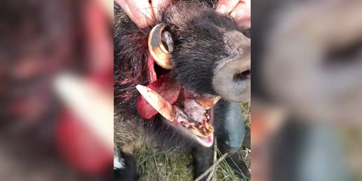 [Vidéo] Un sanglier plutôt bien armé en vidéo