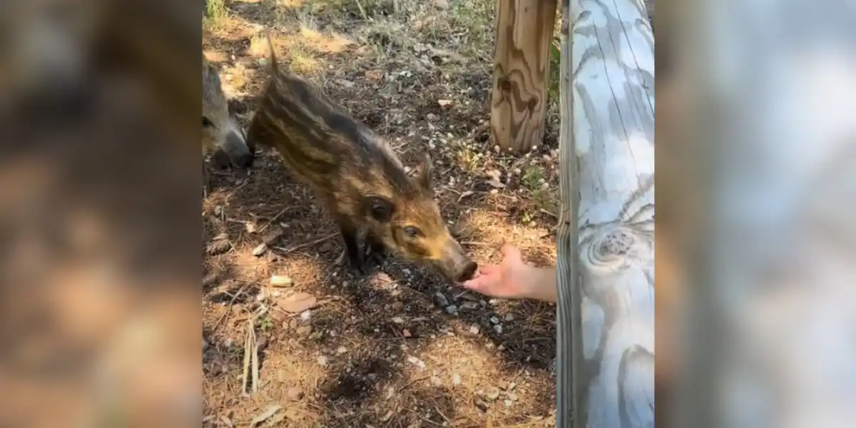 [Vidéo] Un homme tente de nourrir un jeune sanglier mais se fait manger la main