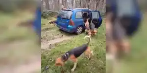 meute de chiens dans un break