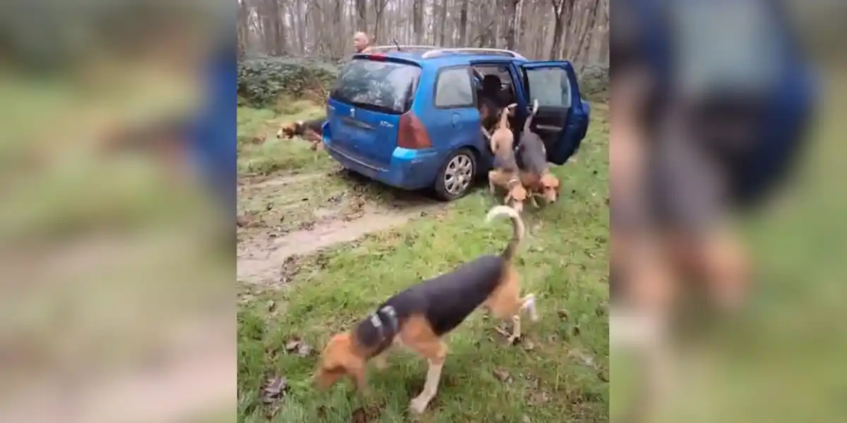 meute de chiens dans un break