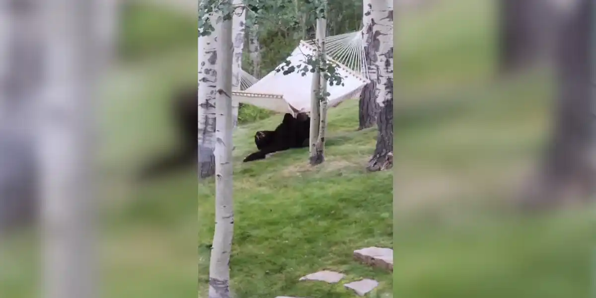 [Vidéo] Un ours tente de monter dans un hamac mais tout ne se passe pas comme prévu