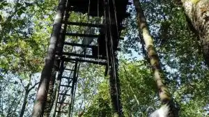 Un chasseur décède après une chute depuis sa palombière dans le Béarn