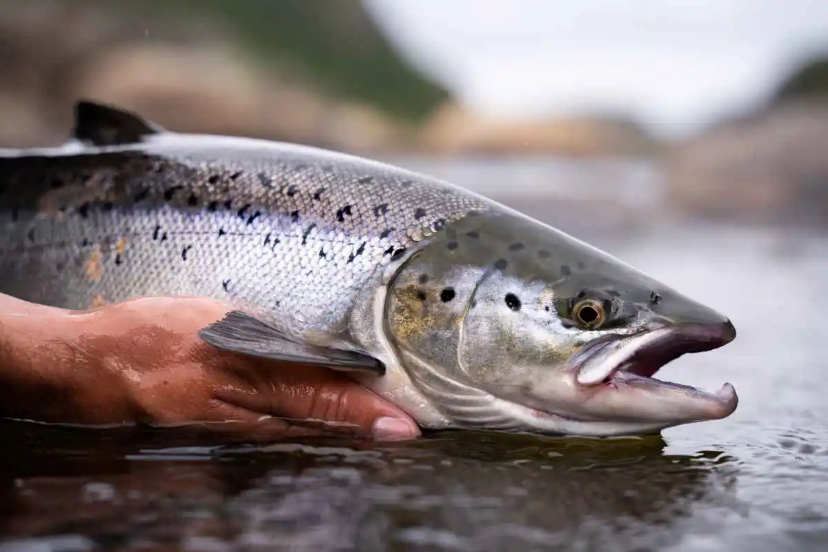 La pêche au saumon interdite en Bretagne pour 2025