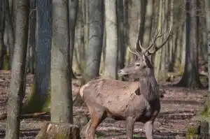 cerf piétine un chasseur