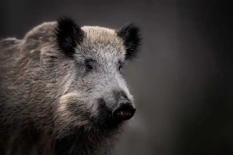 Sanglier en France : biologie, comportement et chasse expliqués