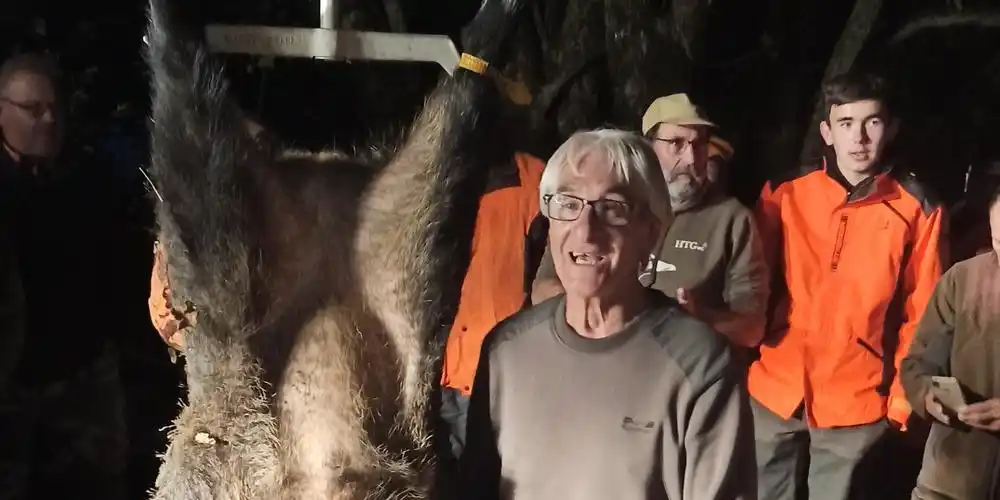 Un sanglier record de 205kg prélevé en Charente-Maritime!