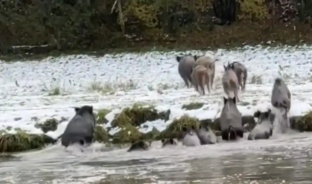 [Vidéo] Une jolie compagnie de sangliers s’offre un bain frais