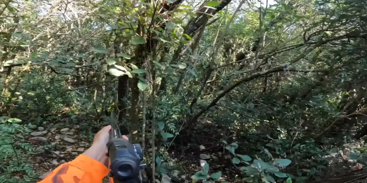 [Vidéo] Tir d’un sanglier à 3 mètres dans la végétation du Gard