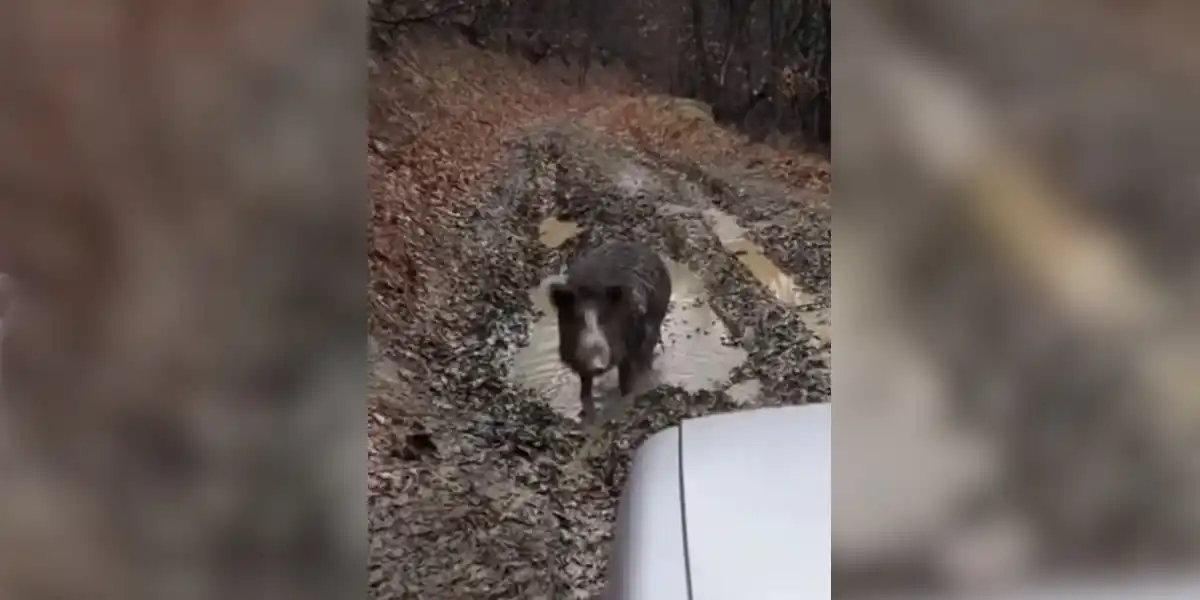 [Vidéo] Un sanglier refuse de quitter une souille au beau milieu d’un chemin