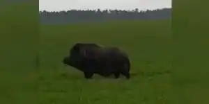 sanglier d'une tonne à Toulouse