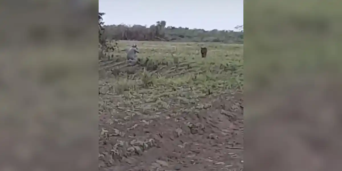 [Vidéo] Un chasseur loupe un sanglier totalement immanquable!