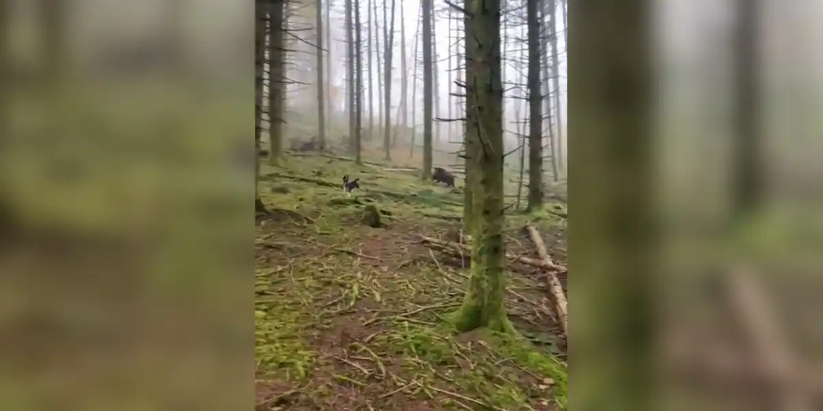 [Vidéo] Un chien poursuivi par un sanglier en pleine chasse