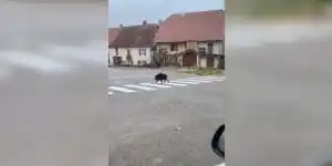 [Vidéo] Un sanglier bien élevé aperçu dans une ville de Haute-Saône