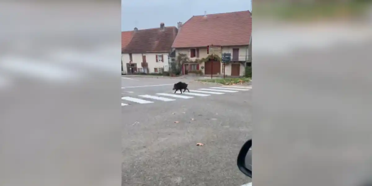 [Vidéo] Un sanglier bien élevé aperçu dans une ville de Haute-Saône