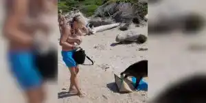 [Vidéo] Des sangliers s’en prennent aux touristes sur les plages de Sardaigne