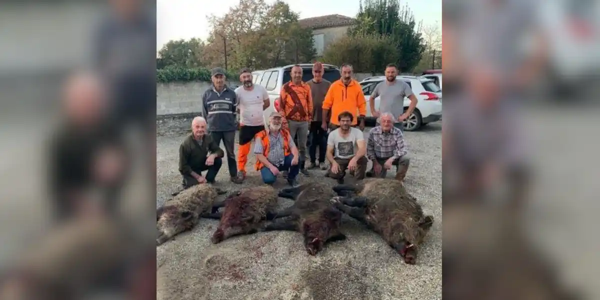 Un sanglier de près de 170kg prélevé par des chasseurs du Lot-et-Garonne