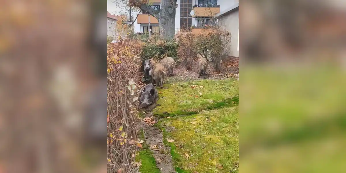 [Vidéo] Des sangliers s’installent sur un espace vert de Berlin