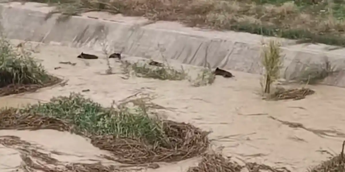 [Vidéo] Des sangliers emportés par les eaux suite aux inondations en Espagne